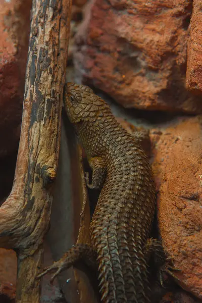 Bu dikey yakın çekim sert, kırmızımsı kahverengi bir kaya duvarına yaslanmış dikenli bir kertenkele yakalar. Kertenkelenin engebeli bir dokusu var, sırtında pullar gibi bir zırh. Gövdesi uzun, kalın bir kuyruğu ve küçük bir bacağı var.
