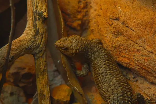 Bu dikey yakın çekim sert, kırmızımsı kahverengi bir kaya duvarına yaslanmış dikenli bir kertenkele yakalar. Kertenkelenin engebeli bir dokusu var, sırtında pullar gibi bir zırh. Gövdesi uzun, kalın bir kuyruğu ve küçük bir bacağı var.