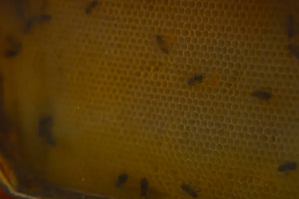 Bu yatay çekim büyük, altın renkli bir bal peteğinin detaylı bir görüntüsünü sağlar. Tüm çerçeve tarağın hücrelerinin karmaşık, altıgen desenleriyle dolu, bazıları bal ile dolu gibi görünüyor. Birkaç küçük, koyu arı dağılmış.