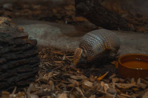 Небольшой броненосец с отличительной сегментированной раковиной добывает пищу на земле, покрытой древесной щепой и мульчированием. Животное расположено в центре рамы, слегка повернувшись влево, с мордой, близкой к земле. Фон темный. 