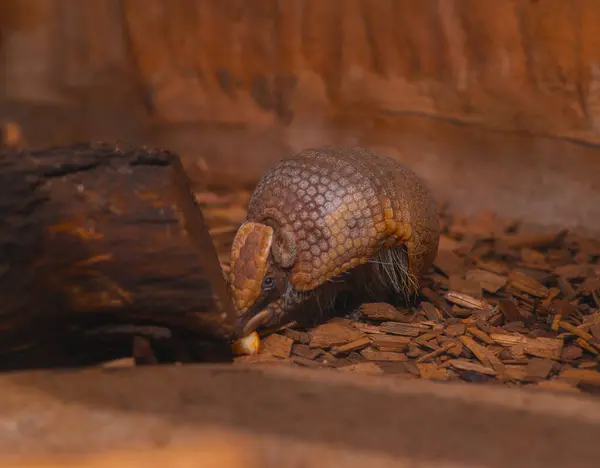 Ayırt edici bir segmentli kabuğu olan küçük bir armadillo ahşap parçaları ve gübreyle kaplı bir zeminde yiyecek arıyor. Hayvan çerçevenin ortasına yerleştirilir ve burnu bir parça yiyeceğe yakın bir şekilde hafifçe sola bakar. Kafası görünür durumda.