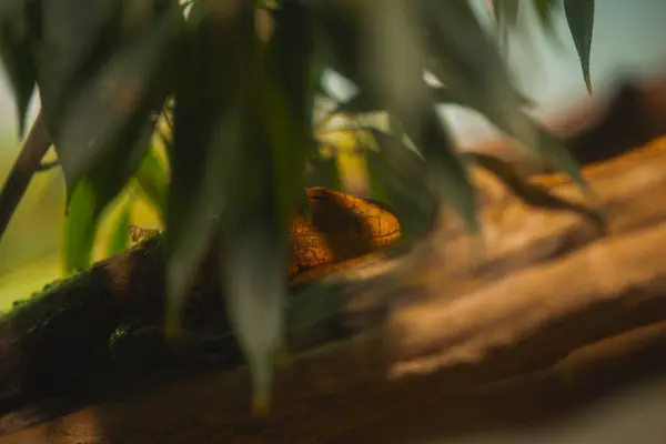 Açık turuncu kahverengi bir kertenkele kafası ve vücudu koyu yeşil yaprakların arkasına kısmen gizlenmiş. Kertenkele, kalın kahverengi bir tahta dalın üzerine kuruludur ve çevresiyle harmanlanır. Gözü görünüyor ve sola bakıyor. Yapraklar