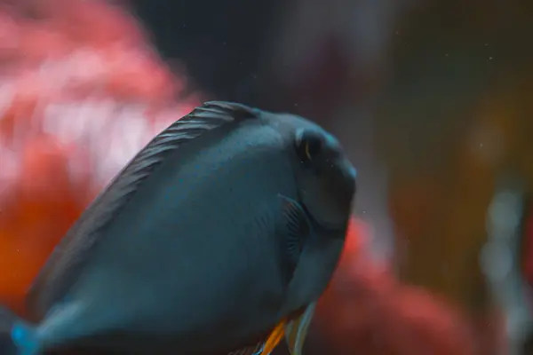 Sağa doğru yüzen koyu gri ya da kayrak mavisi bir balığın yan ve üst görüntüsü. Vücudu, başından kuyruğuna kadar uzanan soluk, küçük mavi noktalar ve çizgilerle kaplıdır. Balığın gözü görülebilir ve hafif yuvarlak bir burnu var. Sırt yüzgeci