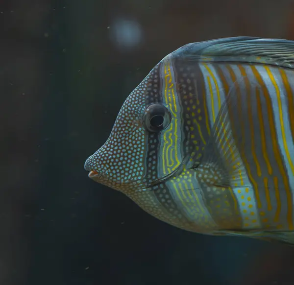 Sağa doğru yüzen bir denizci balığının yan profili. Balığın eşsiz bir deseni vardır, vücudu parlak sarı ve açık gri veya mavi yatay çizgilerle kaplıdır. Kafası küçük açık renkli noktalarla kaplı katı gri bir gridir.. 