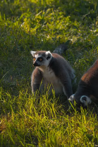Bir halka kuyruklu lemur, canlı yeşil bir çimenlikte yerde oturuyor. Lemur 'un kürkü gri ve beyazdır ve yüzü belirgin koyu renk göz bantları ve siyah bir burnu olan beyaz kürke sahiptir. Dik duruyor ve başı hafifçe dönük.