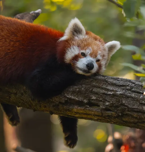 Kızıl bir panda, kalın ve yatay bir ağaç dalında huzur içinde uyuyor. Pandanın kürkü kırmızımsı kahverengi renktedir ve yüzünde beyaz ve koyu lekeler vardır. Gözleri kapalı ve başı da dalın üzerinde bulunan ön pençelerinde dinleniyor. Th