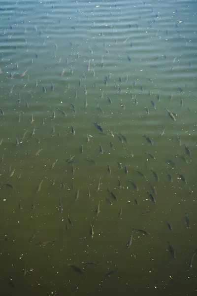 Küçük bir balık sürüsü yeşil bir su kütlesinin hemen altında yüzer.