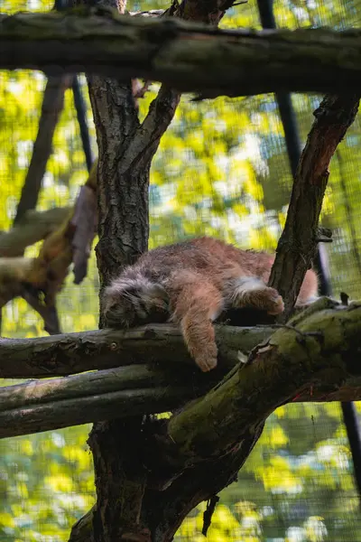 Küçük, tüylü, kahverengi kediye benzeyen bir hayvan ağaç dalında kıvrılıp uyuyor.