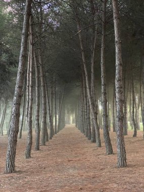 Çam ağaçlarının gövdeleri birleşiyor, İtalya 'nın Abruzzo bölgesindeki Pineto, Abruzzo bölgesindeki sisli ormanlık alanda kaybolma noktası oluşturuyor.