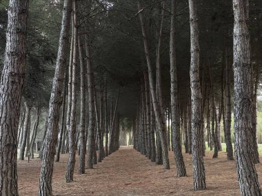 Düz sıra çam ağaçları büyüleyici bir doğal tünel oluşturarak Pineto, Abruzzo, İtalya 'da çam iğneleriyle kaplı bir yol boyunca keşif yapmaya davet eder.