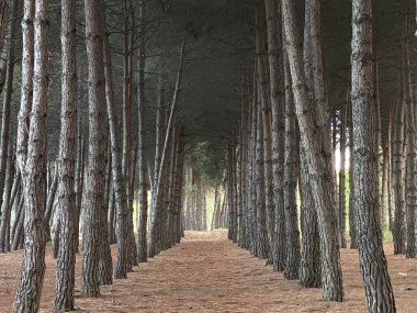 Yüksek çam ağaçlarının arasından geçen manzara yolu Pineto, Abruzzo 'da sakin ve davetkar bir atmosfer yaratıyor.