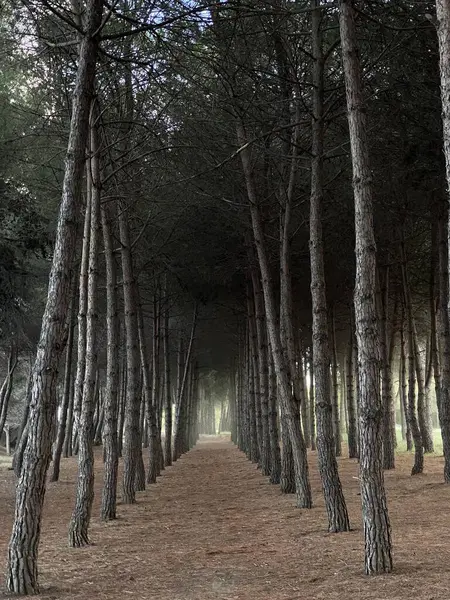 Çam ormanı yolu sıralanmış ağaçların arasından kıvrılarak Pineto, Abruzzo 'da doğal orman tüneli oluşturuyor.