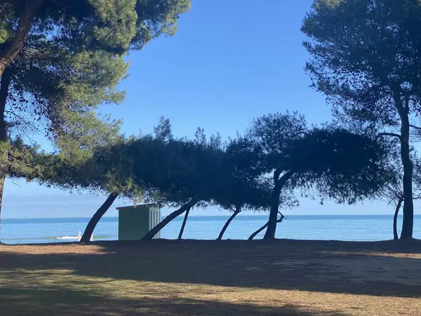 Yaz güneşinde İtalya 'nın Abruzzo kenti Pineto yakınlarında kumlu kıyı şeridine uzanan deniz çam ağaçları, gök mavisi Adriyatik deniz manzarasını çerçeveliyor.