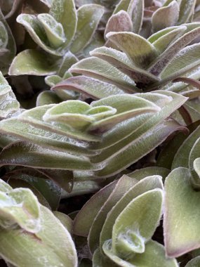 Zambak teknesinin ya da beşikteki Musa 'nın (Tradescantia spathacea) eşsiz dokusunu ve desenini gösteren yapraklarının yakın çekimi