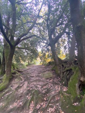 Boğuk, birbirine bağlı ağaç köklerinin yer aldığı orman yolu Bomarzo Ormanı, İtalya 'da dolambaçlı doğal adımlar atıyor.