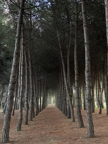 Çam iğneleriyle kaplı, görkemli bir çam ormanının içinden geçen manzara, İtalya, Abruzzo, Pineto 'da büyüleyici bir doğal tünel oluşturuyor.