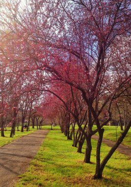 İtalya, Abruzzo 'daki L' Aquila parkında barışçıl yolları çerçeveleyen çiçek açan erik ağaçları narin mor çiçeklerle bahar manzarasını gözler önüne seriyor.