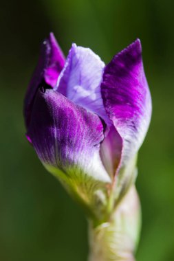 Mor ve beyaz bir iris tomurcuğunun yakın plan görüntüsü bulanık yeşil bir arka planda çiçek açmak üzere.