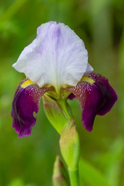 Bahar mevsiminde bir bahçede açan mor ve beyaz bir iris çiçeğinin yakın çekimi canlı renklerini ve narin taç yapraklarını gözler önüne seriyor.