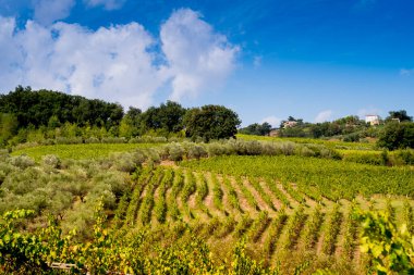 Toskana 'nın özünü saran üzüm bağları, zeytin ağaçları ve tüylü bulutlarla süslenmiş çarpıcı mavi bir gökyüzü.