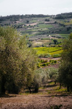 Tepeyi kaplayan olgun zeytin ağaçları, Tuscan kırsalındaki ekili tarlalar ve üzüm bağlarıyla yemyeşil tarım arazilerini ortaya çıkarıyor.