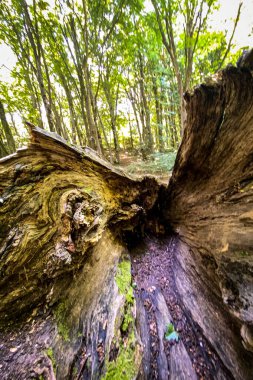 Yosunlu, yıpranmış ağaç gövdesi orman zemininde uzanıyor, ağaç kabuğu dokusunu ve orman ekosistemindeki doğal bozulma sürecini gösteriyor.