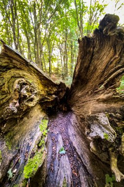 Ormanın zemininde çürüyen bir ağaç gövdesinin alçak açılı görüntüsü. Yüzeyinde yosun yetişiyor ve ağaçların arasından süzülen güneş ışığı.