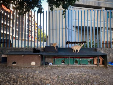 Bir grup sokak kedisi, İtalya 'nın Pescara, Abruzzo kentindeki karton barınaklarda dinleniyor ve yürüyorlar.