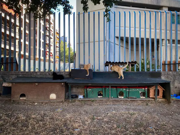 Pescara, Abruzzo, İtalya kentsel manzarası içinde geçici barınma ve evsiz kedilere bakım sunan kedi barınağı
