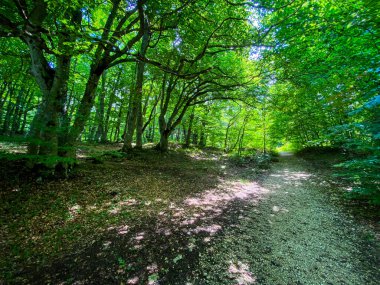 Yoğun ağaç tepe örtüsünden süzülen güneş ışığı, Pescocostanzo, Abruzzo, İtalya 'daki yeşil ormandan geçen ahşap yolu aydınlatıyor.