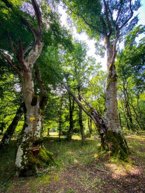 Güneş ışığı yoğun bir kayın ormanının gölgesinden süzülür, yosun kaplı ağaçları aydınlatır ve İtalya, Abruzzo 'nun kalbinde sakin bir atmosfer yaratır.