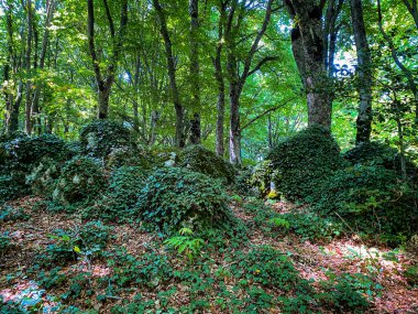 Güneş ışığı gölgelikten süzülerek, İtalya 'nın Abruzzo, Pescocostanzo kentindeki sakin bir ormanda kayaları ve ağaçları saran canlı yeşil sarmaşığı aydınlatıyor.