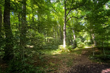 Güneş ışınları yemyeşil orman boyunca yol aydınlatarak büyülü ve büyüleyici bir atmosfer yaratıyor.