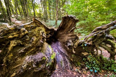 Görünür kökleri ve yosunları olan devrilmiş ağaç gövdesi yemyeşil bir ormanda doğal bir açıklık yaratıyor.