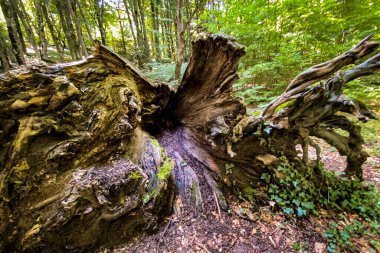 Ağaç kökleri ortaya çıkar, karmaşık dokuları ve organik desenleri ortaya çıkarır. Huzurlu ormanlık alanda doğal çürüme ve orman zemininin karmaşıklığını gösterir.