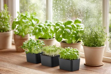 Pencere kenarına yuva yapmış otlar ve mikro yeşillikler, kasvetli hava koşullarında kapalı alanda pişirme alanına yeşillik ve canlı yaşam getiriyor.