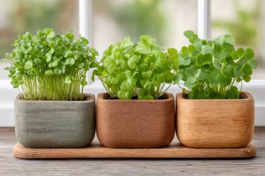 Pencere kenarına oturmuş üç tencere mikro sebze, biraz doğa ve sağlıklı beslenme sunuyor.