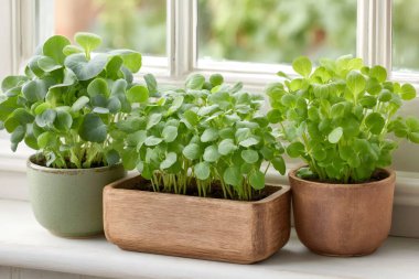 Seramik kaplarda filizlenen yeşil yoncalar, güneş ışığı penceresinin yanında dinleniyor, canlı organik tazelik getiriyor.