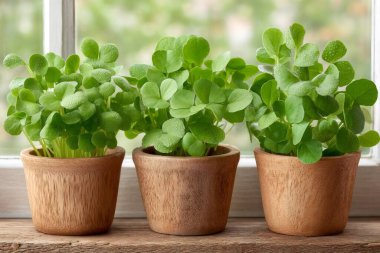 Kırsal ahşap kaplarda yetişen yeşil yonca mikro yeşillikleri, güneş ışığıyla aydınlatılmış pencere camlarının yanında taze organik güzellikler yayıyorlar.