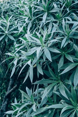 Yaprakları kapat, doğa yeşili arka plan. Yeşil yapraklı güzel bir arka plan. Parlak sulu taze yeşil bitkiler