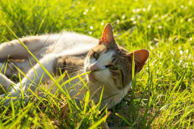 Güzel sokak kedisi çimenlerde uzanıyor ve güneşin tadını çıkarıyor.