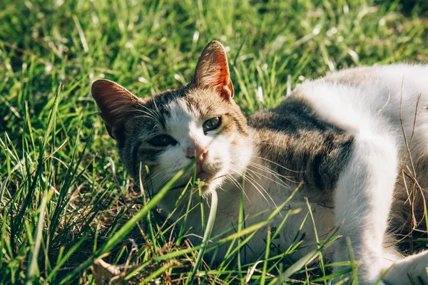 Street Beautiful Cat Lies Grass Basks Sun — Stock Photo, Image