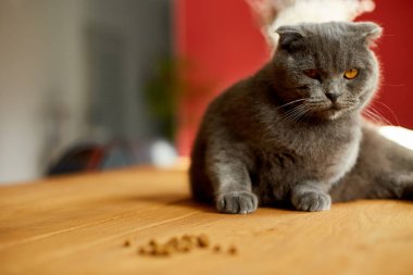 Kuru gıda topakları, masada yiyecek ve evcil hayvanı besleyen şirin bir gri.