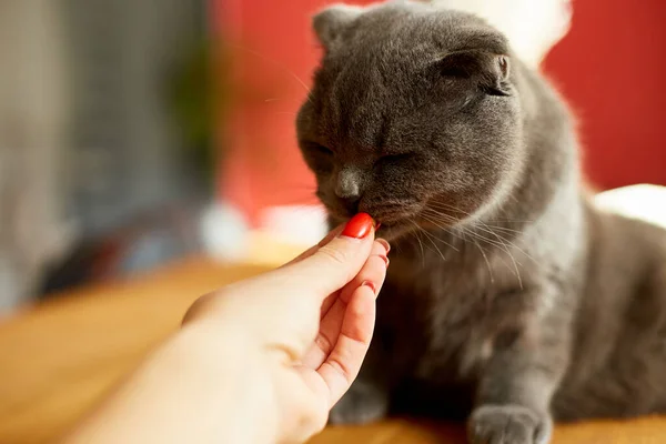 Mulher Mão Dando Lanche Alimentos Secos Para Gato Faminto Doméstico — Fotografia de Stock