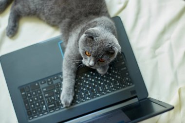 Yatakta dizüstü bilgisayara uzanmış şirin, gri bir İskoç kedisi. Çalışma tembelliği, çalışma alanı organizasyonu