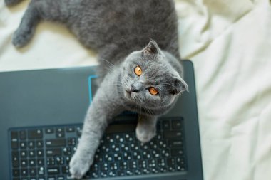 Yatakta dizüstü bilgisayara uzanmış şirin, gri bir İskoç kedisi. Çalışma tembelliği, çalışma alanı organizasyonu