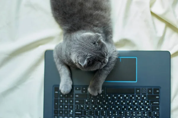 stock image A cute gray Scottish fold cat lying to a laptop on the bed. Laziness to work, workspace organization