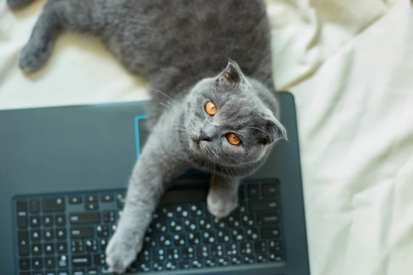 Cute Gray Scottish Fold Cat Lying Laptop Bed Laziness Work — Stock Photo, Image