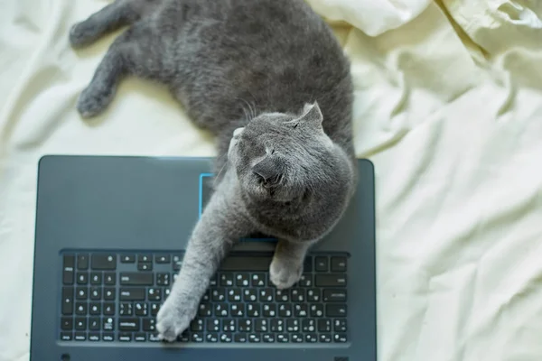 Милий Сірий Шотландський Згорток Кіт Лежав Перед Ноутбуком Ліжку Неспроможність — стокове фото