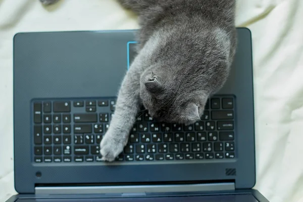 Eine Niedliche Graue Schottische Faltkatze Liegt Auf Einem Laptop Auf — Stockfoto